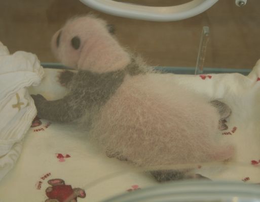 panda2.jpg