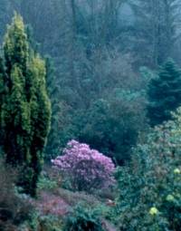 rhododendron_praecox