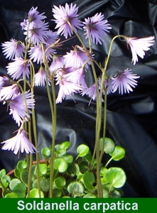 soldanella_carpatica300.jpg