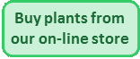 buy plants now