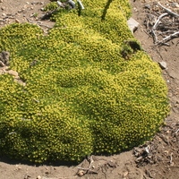 Azorella trifurcata