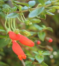Mitraria coccinea