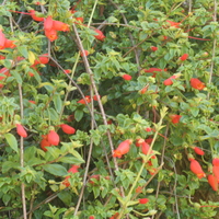 Mitraria coccinea
