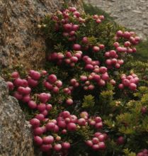 CHL_1271.jpg