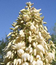 Yucca (filamentosa?)