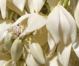 Yucca (filamentosa?)