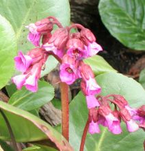 Bergenia purpurascens