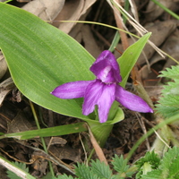 Roscoea tibetica