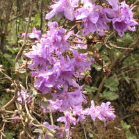 Rhododendron fastigiatum ?