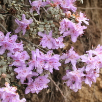 Rhododendron fastigiatum