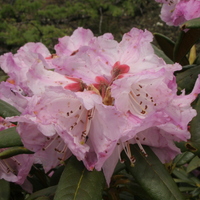 Rhododendron adenogynum ?