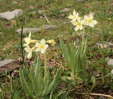 Primula orbicularis