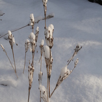 snow on Primula alpicola capsules