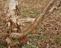 Betula albosinensis bark