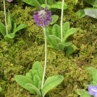 Primula violacea SDR6150 and others