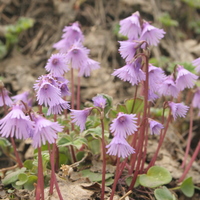 Soldanella alpina