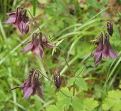 Aquilegia atrata