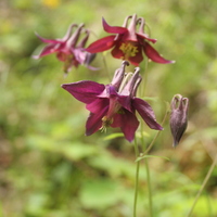 Aquilegia atrata