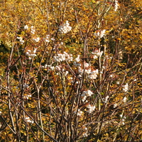 Sorbus aff. cashmiriana