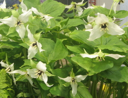 Trillium erectum white-flowered