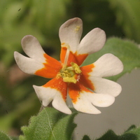 Zaluzianskaya ovata orange