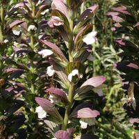 acanthus_spinosus.jpg
