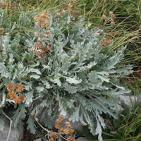 Achillea clavennae