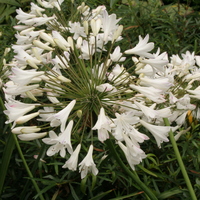agapanthus_albus2.jpg