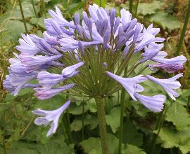 agapanthus_big_blue2.jpg