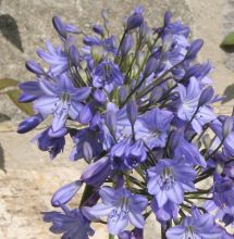 agapanthus_headbourne_hybrids2.jpg