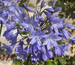 agapanthus_headbourne_hybrids3.jpg