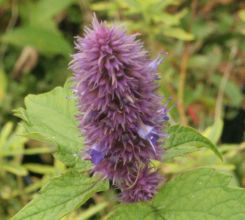 agastache_rugosa.jpg