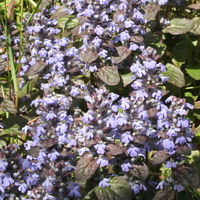 Ajuga reptans