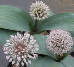 allium_karataviense.jpg