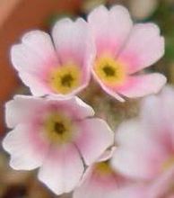 androsace_albana_close.jpg