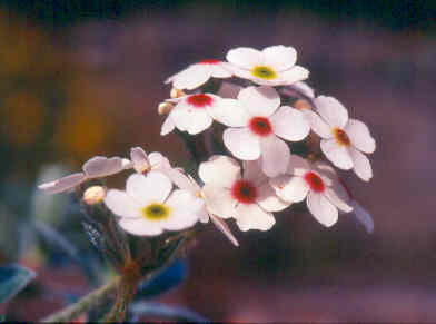androsace_lanuginosa.jpg