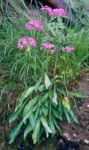 androsace_spinulifera.jpg