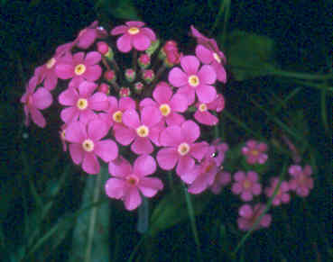 androsace_spinulifera_close.jpg
