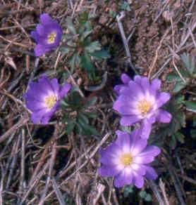 anemone_blanda.jpg