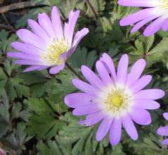 Anemone blanda var. rosea