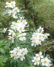 anemone_narcissiflora2.jpg