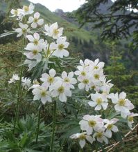 anemone_narcissiflora3.jpg