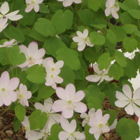 anemonella_thalictroides_amelia2.jpg