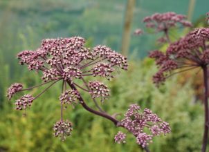 angelica_atropurpureum.jpg