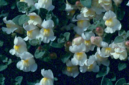 Antirrhinum molle white form