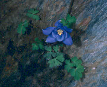 Aquilegia pyrenaica