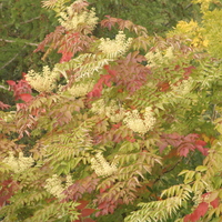 aralia_elata.jpg