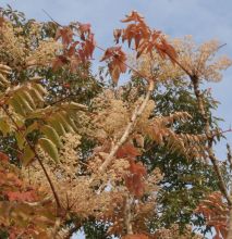 aralia_elata2.jpg