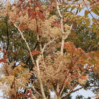 aralia_elata3.jpg