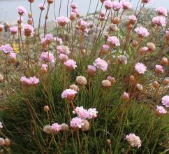 armeria_pungens2.jpg